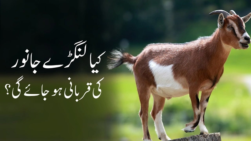 Dawateislami | Langray  Janwar Ki Qurbani Karna Kesa? | Darul Ifta Ahl e Sunnat